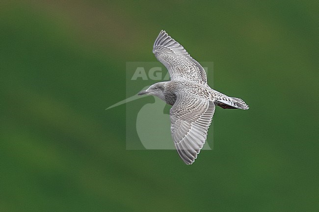 Juvenile Viking Gull (Larus hyprboreus leuceretes x larus agrentatus argenteus) flying over the beach of Hùsavik bay, Iceland. stock-image by Agami/Vincent Legrand,