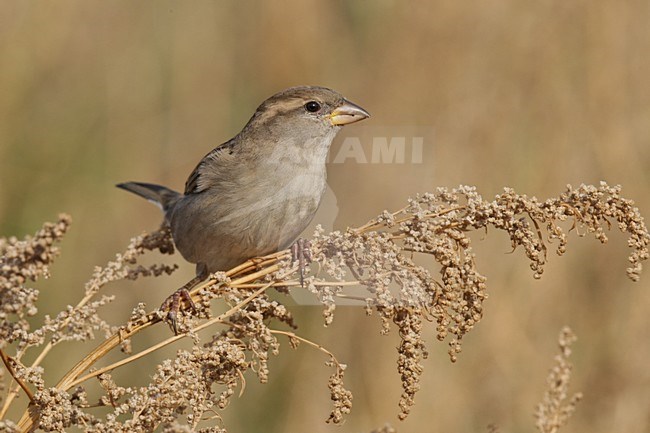 Vrouwtje Huismus foeragerend op onkruid; Female House Sparrow foraging on weeds stock-image by Agami/Arnold Meijer,