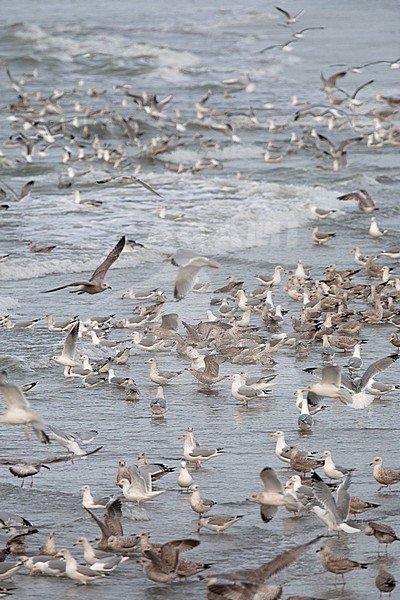 Feeding frenzy of mainlly European Herring Gulls (Larus argentatus) on the beach of Neeltje Jans in Zeeland, Netherlands. stock-image by Agami/Arnold Meijer,
