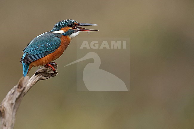 Juvenile or female Common Kingfischer (Alcedo atthis) perching on a branch swallowing or gulping a small fish stock-image by Agami/Mathias Putze,