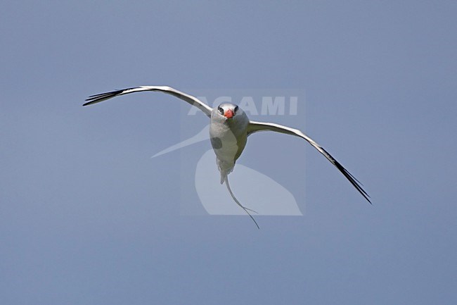 Roodsnavelkeerkringvogel in vlucht Tobago, Red-billed Tropicbird in flight Tobago stock-image by Agami/Wil Leurs,