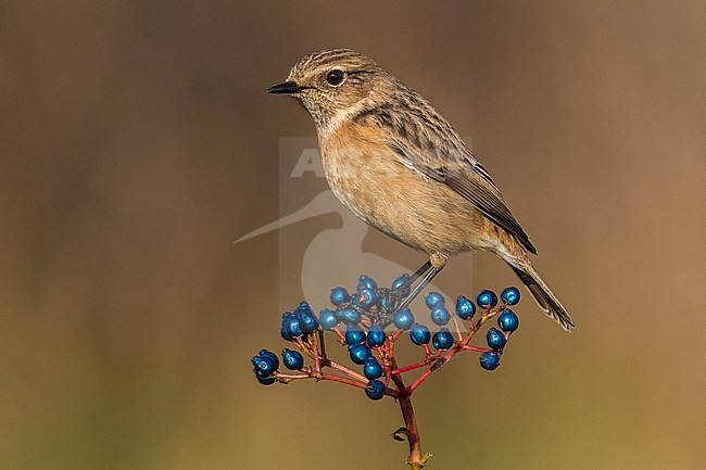 Wintering European Stonechat (Saxicola rubicola) perched on a branch with blue berries stock-image by Agami/Daniele Occhiato,