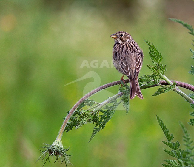 Grauwe Gors zittend op gebogen stengel van schermbloem. Corn Bunting sitting on stalk of flower. stock-image by Agami/Ran Schols,