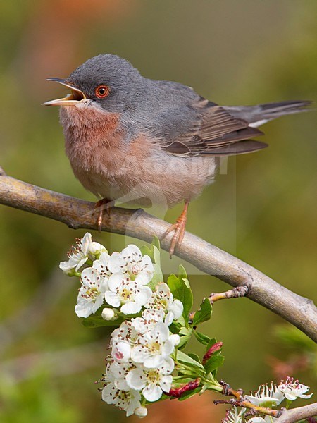 Male Moltoni's Warbler singing stock-image by Agami/Daniele Occhiato,