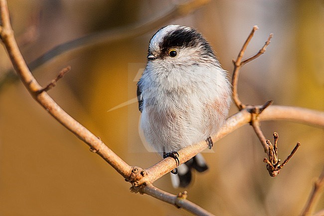 Long-tailed Tit, Aegithalos caudatus stock-image by Agami/Wil Leurs,