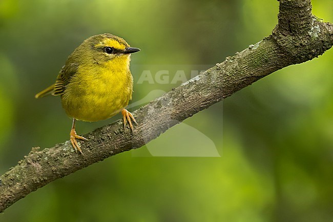 Pale-legged Warble (Myiothlypis signata) Perched on a branch in Argentina stock-image by Agami/Dubi Shapiro,