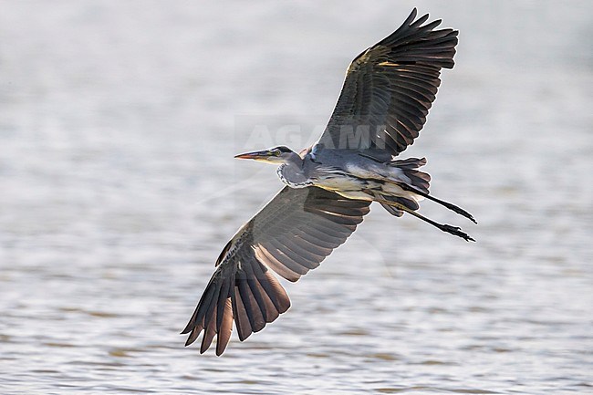Blauwe reiger in vlucht; Grey Heron in flight stock-image by Agami/Daniele Occhiato,