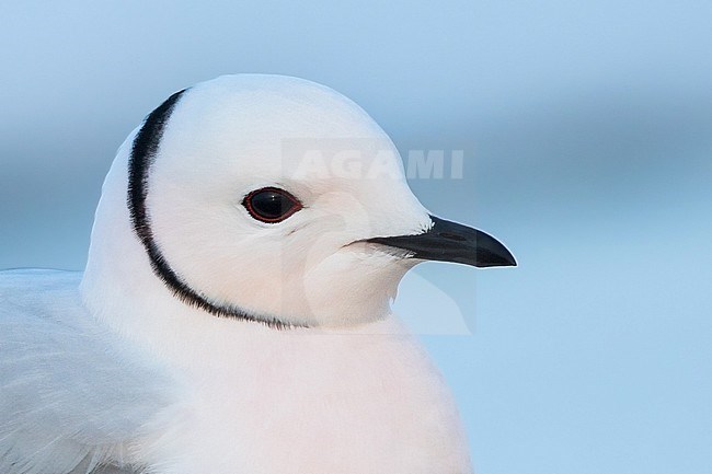 Adult Ross's Gull (Rhodostethia rosea) in breeding plumage during the short arctic spring in Barrow, Alaska, USA in June 2018 stock-image by Agami/Dubi Shapiro,