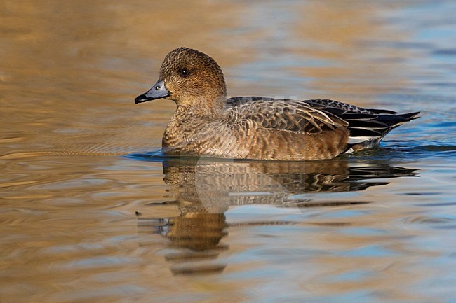 Smient zwemmend; Eurasian Wigeon swimming stock-image by Agami/Daniele Occhiato,