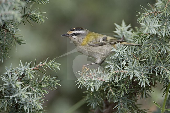 Firecrest perched on a branch; Vuurgoudhaan zittend op een tak stock-image by Agami/Daniele Occhiato,