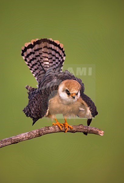 Roodpootvalk vrouw in dreighouding; Red-footed Falcon female with cocked tail stock-image by Agami/Marc Guyt,