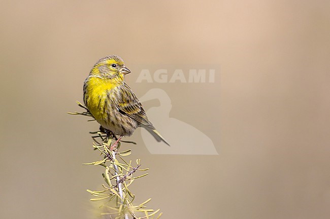 European Serin perches free on a branch stock-image by Agami/Onno Wildschut,