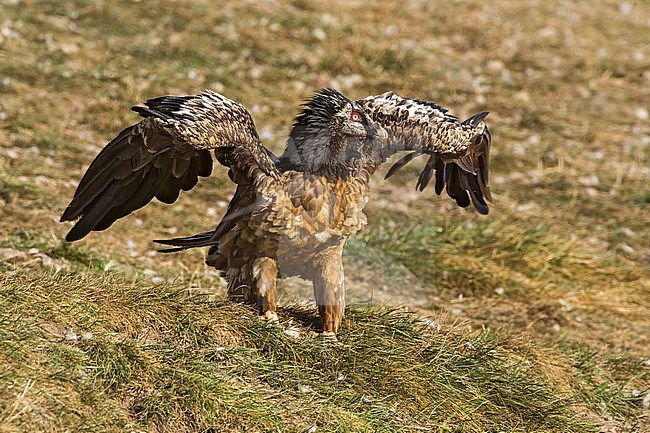 Bearded Vulture perched, Lammergier zittend stock-image by Agami/Alain Ghignone,