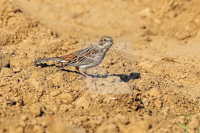 Probably hybrid Female Pine Bunting (Emberiza leucocephalos) X Yellohammer (Emberiza citrinella) in an agricultural field in Plateau du Gerny near Rochefort, Luxembourg, Belgium. stock-image by Agami/Vincent Legrand,