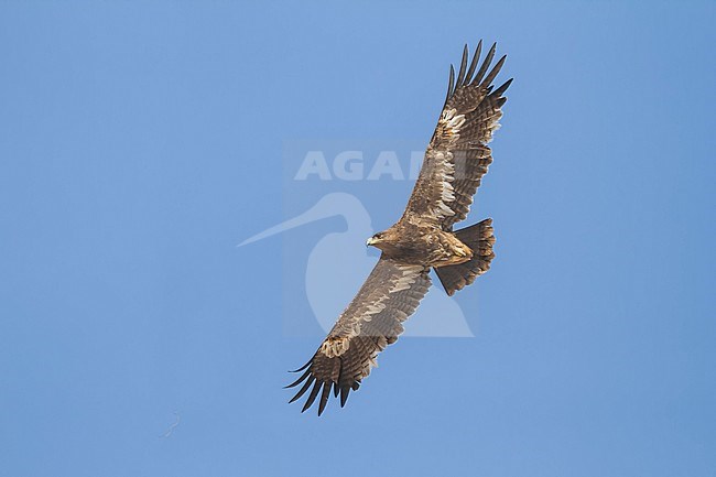 Steppe Eagle - Steppenadler - Aquila nipalensis, Oman, 4th cy stock-image by Agami/Ralph Martin,