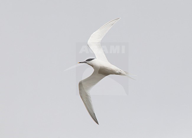 Adult  Grote Stern in de vlucht; Adult  Sandwich tern in flight stock-image by Agami/Roy de Haas,