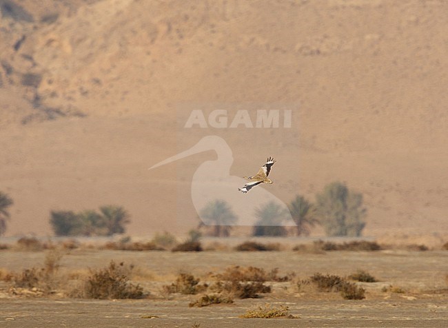 Macqueen's Bustard, Oostelijke Kraagtrap, Chlamydotis macqueeni stock-image by Agami/Arie Ouwerkerk,