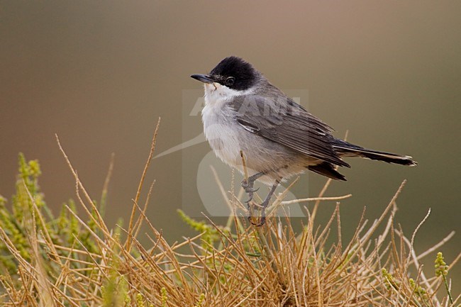 Eastern Orphean Warbler perched; Orpheusgrasmus zittend stock-image by Agami/Daniele Occhiato,