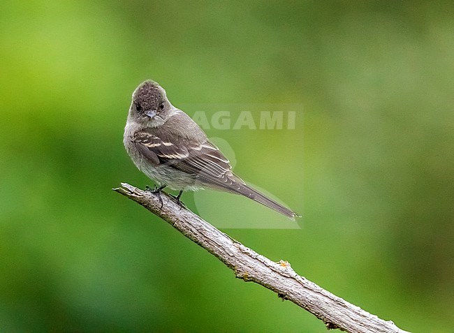 1st winter Eastern Wood-Pewee perched on a branch as the first for Western Palearctic. stock-image by Agami/Vincent Legrand,