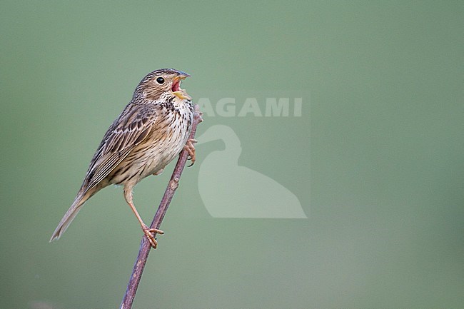 Corn Bunting - Grauammer - Miliaria calandra ssp. calandra, Hungary, adult stock-image by Agami/Ralph Martin,