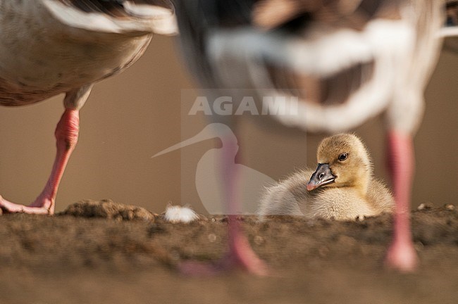 Greylag Goose (Anser anser) stock-image by Agami/Bence Mate,