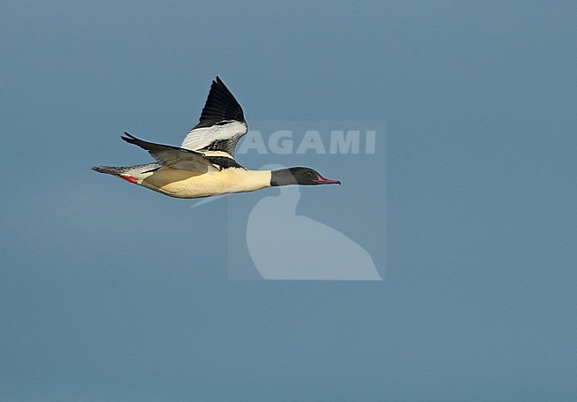 Adult Goosander (Mergus merganser), adult male in flight, seen from the side, showing upper wing. stock-image by Agami/Fred Visscher,