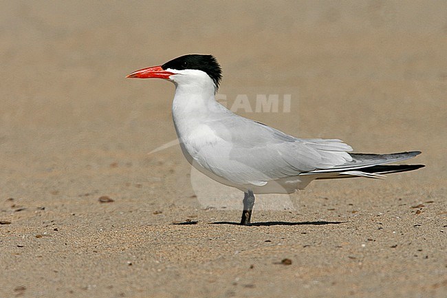 Adult breeding
Los Angeles Co., CA
May 2008 stock-image by Agami/Brian E Small,