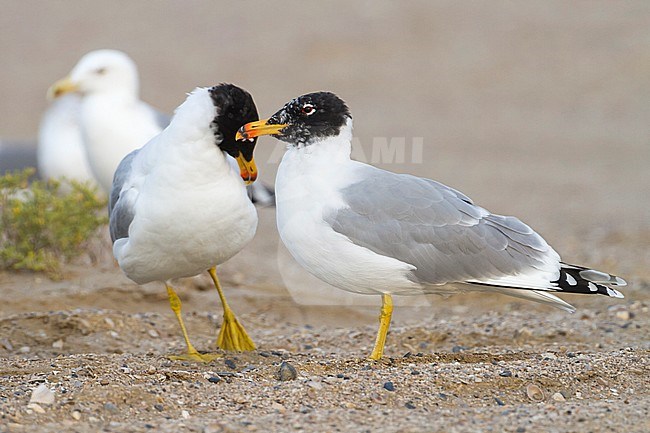 Pallas's Gull - Fischmöwe - Larus ichthyaetus, Oman, adult in summerplumage stock-image by Agami/Ralph Martin,