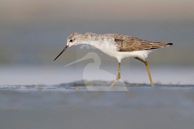 Marsh Sandpiper - TeichwasserlÃ¤ufer - Tringa stagnatilis, Oman, adult, nonbreeding stock-image by Agami/Ralph Martin,