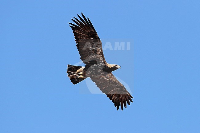 Adult Eastern Imperial Eagle (Aquila heliaca) near Raysut - Salalah - Oman. Seen from below in flight. stock-image by Agami/Aurélien Audevard,