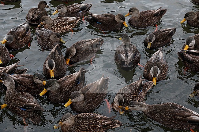 Groep Amerikaanse Zwarte Eenden tijdens de winter; Group of American Black Ducks (Anas rubripes) during winter stock-image by Agami/Chris van Rijswijk,