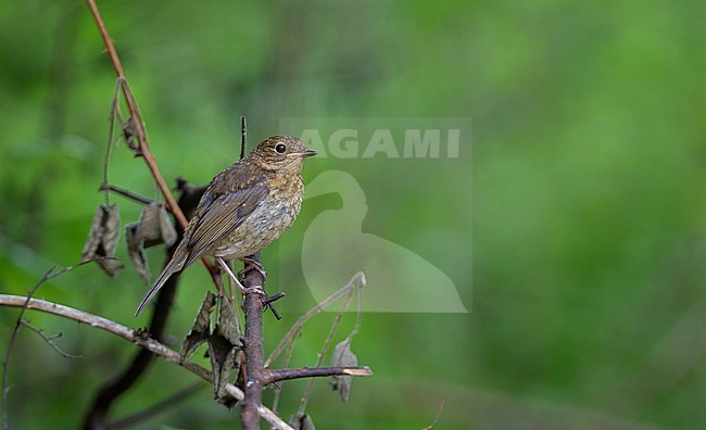 European Robin (Erithacus rubecula rubecula), perched juvenile in Nordsjælland, Denmark stock-image by Agami/Helge Sorensen,