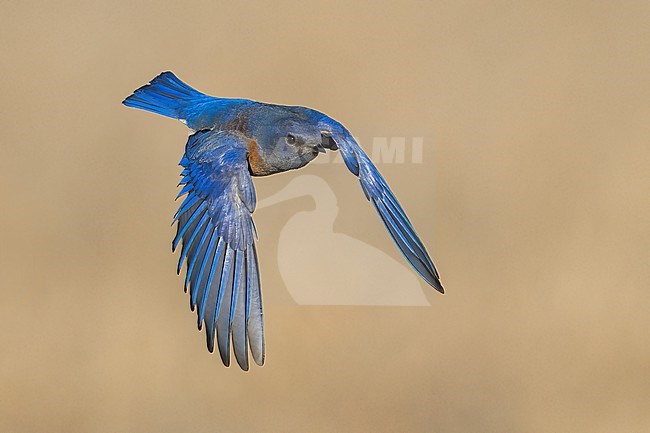 Adult male
Santa Barbara Co., CA
November 2022 stock-image by Agami/Brian E Small,