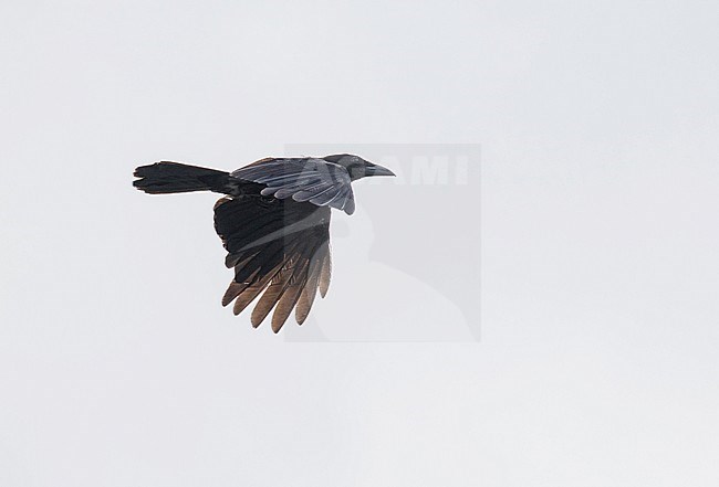 Critically Endangered Mariana crow (Corvus kubaryi) in flight over Rota Island stock-image by Agami/Pete Morris,