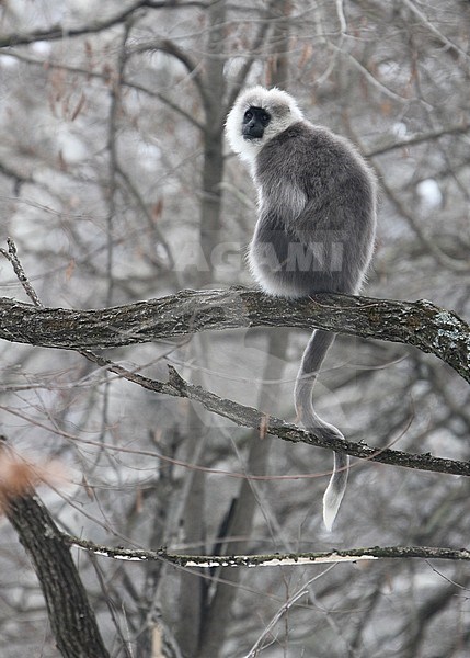 Himalayan grey langur (Semnopithecus ajax) perched in a tree stock-image by Agami/James Eaton,