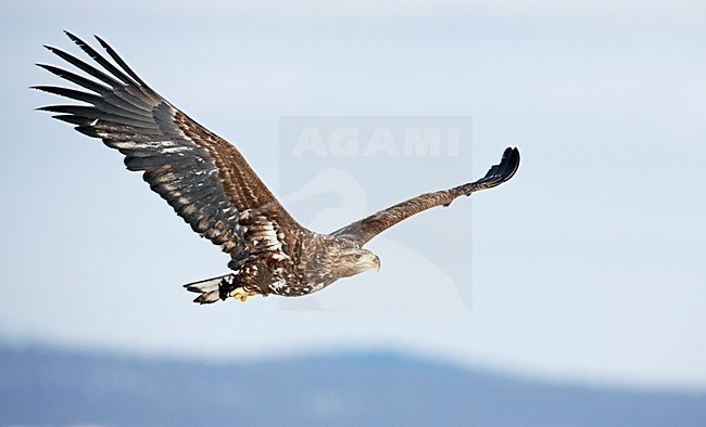 Zeearend onvolwassen vliegend; White-tailed Eagle immature flying stock-image by Agami/Markus Varesvuo,