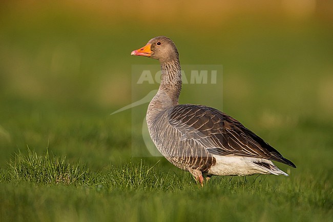 Western Greylag Goose (Anser anser anser) on Iceland. stock-image by Agami/Daniele Occhiato,