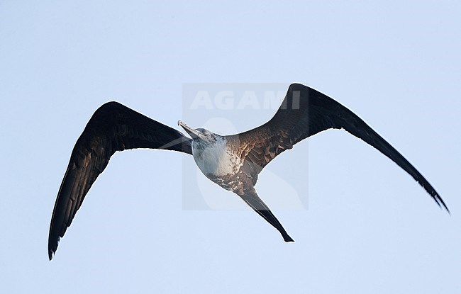 Magnificent Frigatebird (Fregata magnificens rothschildi), immature in flight at Dry Tortugas, USA stock-image by Agami/Helge Sorensen,