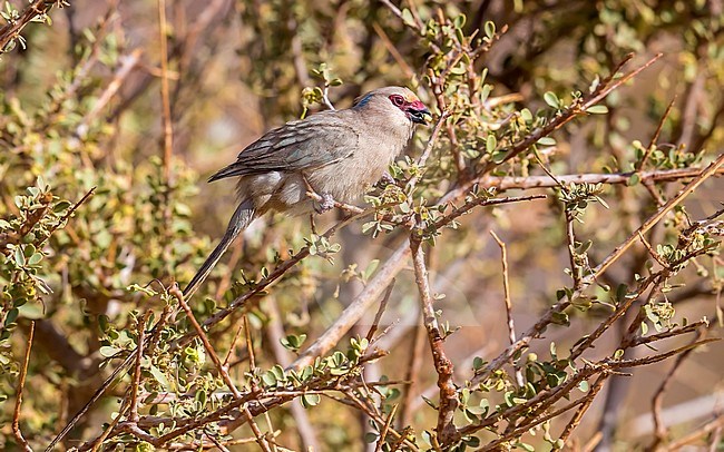 Adult Blue-naped Mousebird perched on a dense bush in Toujounine oasis, Adar, Mauritania. April 04, 2018. stock-image by Agami/Vincent Legrand,