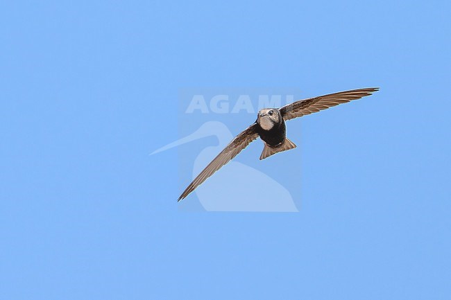 Plain Swift (Apus affinis) flying against blue sky in Namibia. stock-image by Agami/Marcel Burkhardt,