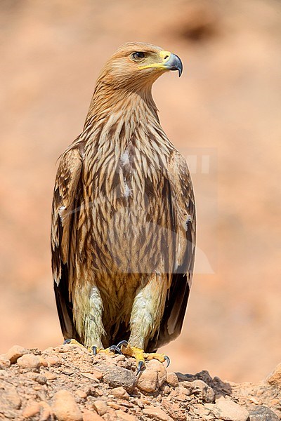 Eastern Imperial Eagle, Juvenile standing on the ground, Salalah, Dhofar, Oman (Aquila heliaca) stock-image by Agami/Saverio Gatto,
