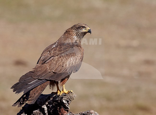 Zwarte Wouw staand op dode boomstronk, Black Kite perched at dead treetrunk stock-image by Agami/Markus Varesvuo,