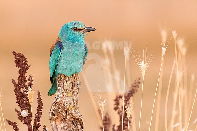 European Roller (Coracias garrulus), front view of an adult female perched on a dead trunk, Campania, Italy stock-image by Agami/Saverio Gatto,