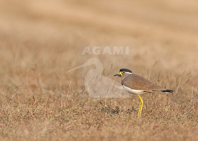 Adult Yellow-wattled Lapwing (Vanellus malabaricus) standing in an field with dry grass. Seen from the side. stock-image by Agami/Marc Guyt,