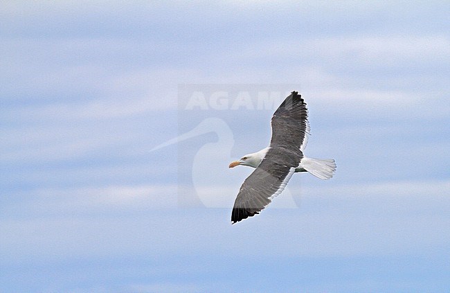 Vliegende Mexicaanse Meeuw, Yellow-footed Gull (Larus livens) in flight stock-image by Agami/Pete Morris,