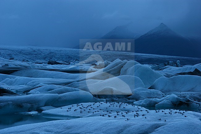 Ijsbergen en avondlicht bij Jokulsarlon; Icebergs and eveninglight at Jokulsarlon stock-image by Agami/Menno van Duijn,