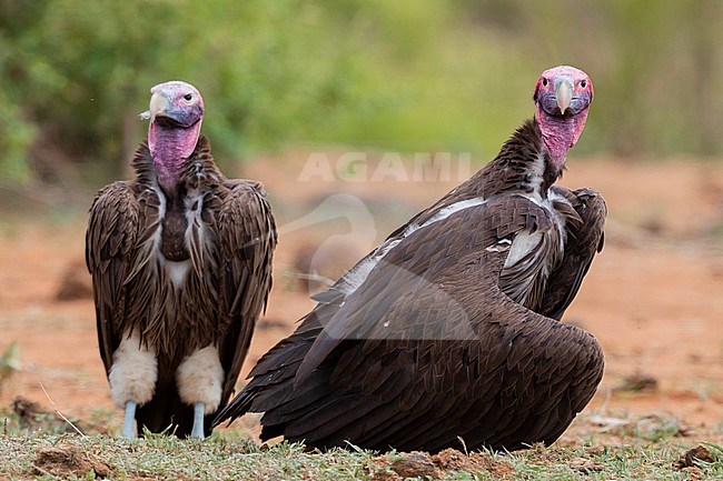 Lappet-faced vulture (Torgos tracheliotos), two adults standing on the ground, Mpumalanga, South Africa stock-image by Agami/Saverio Gatto,