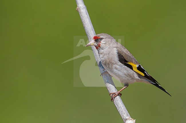 Grey-headed Goldfinch - Stieglitz - Carduelis carduelis ssp. caniceps, Kazakhstan, adult stock-image by Agami/Ralph Martin,