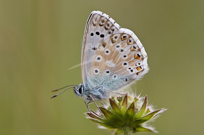 Bleek blauwtje / Chalk-hill Blue (Polyommatus coridon) stock-image by Agami/Wil Leurs,