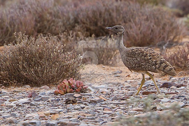 Karoo Korhaan (Heterotetrax vigorsii) walking through habitat in South Africa. stock-image by Agami/Dubi Shapiro,